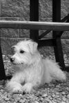 Cooper EOH (Executive Office Hound)