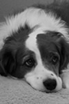 Willie Senior Office Hound